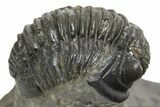Curled Proetid (Gerastos) Trilobite Fossil - Morocco #343303-3